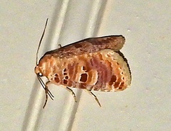 Diastema tigris