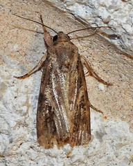 Spodoptera
