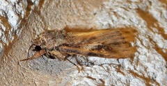 Spodoptera