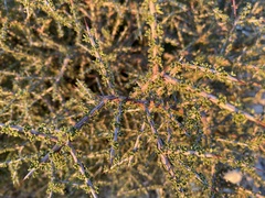 Condalia warnockii