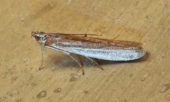 Phycitinae