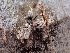 Myrmophyma