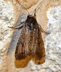Spodoptera frugiperda