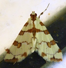 Conchylodes octonalis