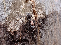Myrmophyma