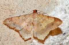 Psamatodes abydata