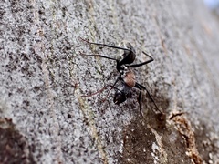 Myrmophyma
