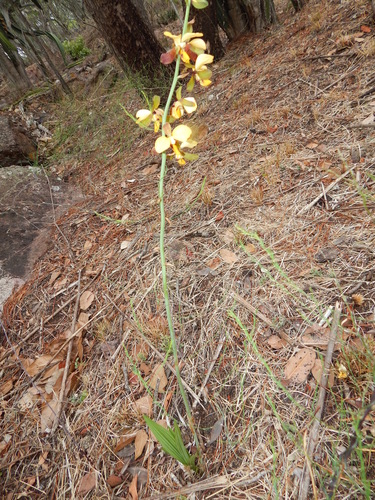 Eulophia streptopetala image