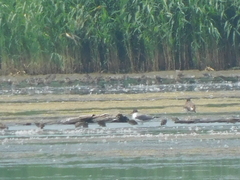 Leucophaeus atricilla