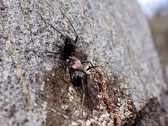Myrmophyma
