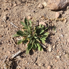 Lepidium lasiocarpum