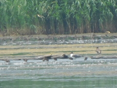 Leucophaeus atricilla
