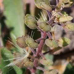 Lepidium lasiocarpum