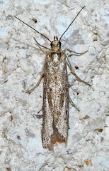 Homoeosoma electella
