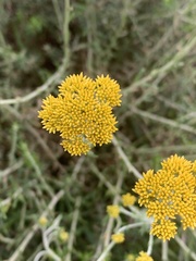 Helichrysum cymosum