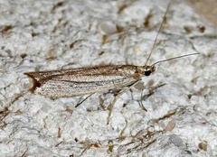 Homoeosoma electella