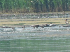Leucophaeus atricilla