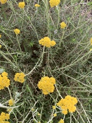 Helichrysum cymosum