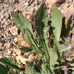 Lepidium lasiocarpum