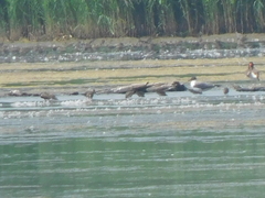 Leucophaeus atricilla