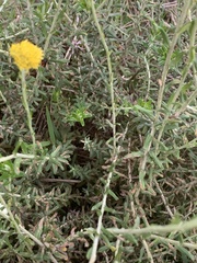 Helichrysum cymosum
