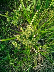 Cyperus eragrostis