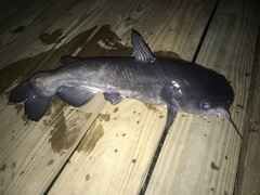 Ameiurus catus
