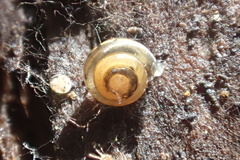 Euconulus