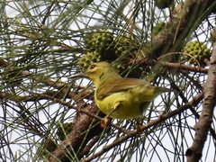Anthreptes malacensis