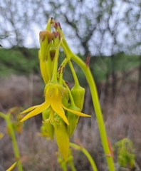 Cotyledon campanulata