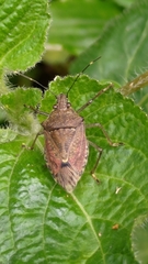 Pentatomomorpha