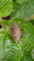 Pentatomomorpha