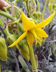 Cotyledon campanulata