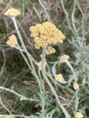 Helichrysum dasyanthum