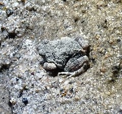 Rhinella granulosa