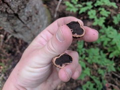 Elaphomyces