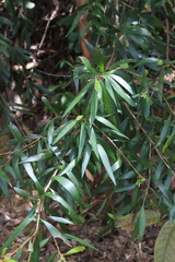 Persoonia conjuncta