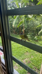 Cyclarhis gujanensis