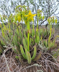 Cotyledon campanulata