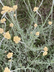 Helichrysum dasyanthum