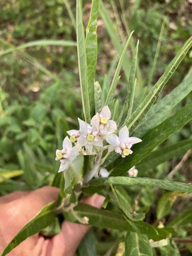Gomphocarpus semilunatus