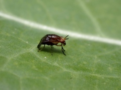 Steganopsis melanogaster