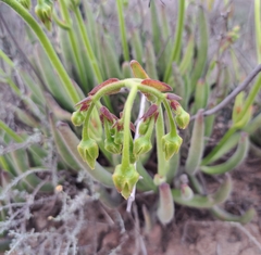 Cotyledon campanulata