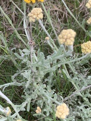 Helichrysum dasyanthum