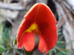 Gompholobium ecostatum