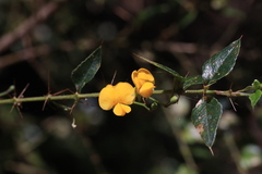 Podolobium aciculiferum