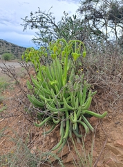 Cotyledon campanulata