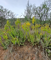 Cotyledon campanulata