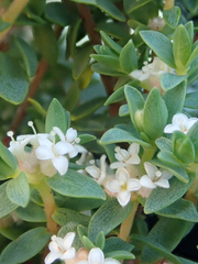 Pimelea orthia protea
