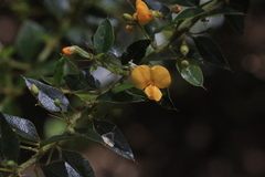 Podolobium aciculiferum